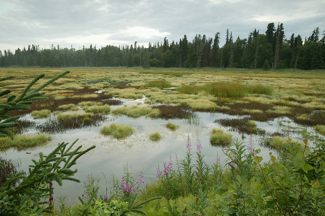 wetlands