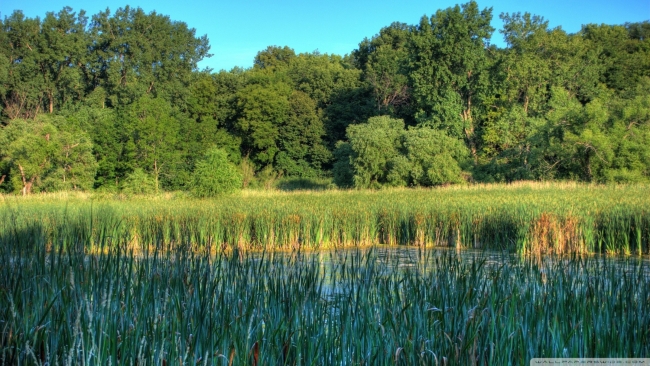 wetlands